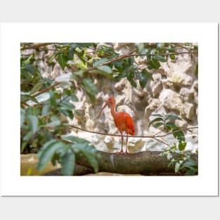 Scarlet ibis photography Posters and Art